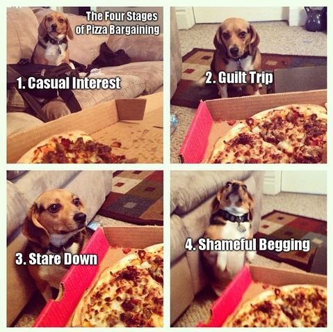 funny-dog-pizza-bargaining