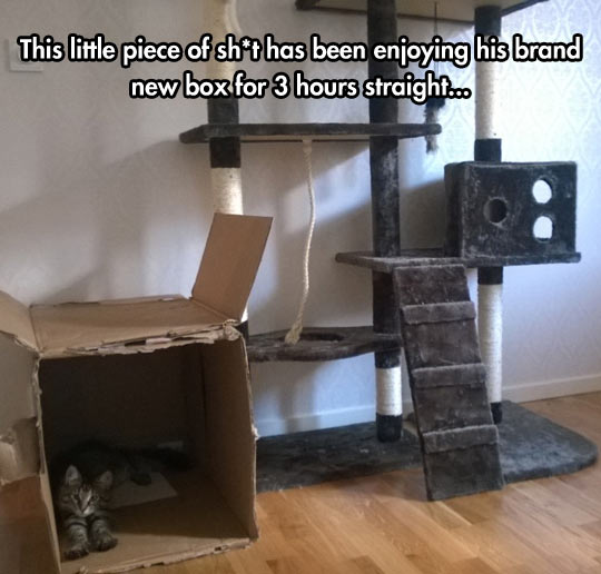 funny-cardboard-box-cat-tower-post