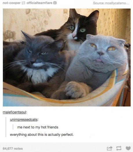 funny-cats-perfect-friends