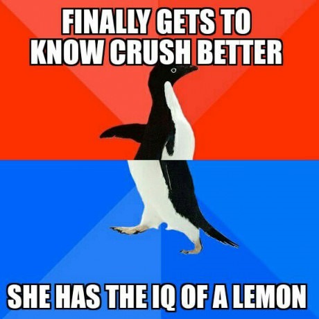 funny-crush-stupid-penguin