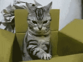 funny-gif-cat-playing-box