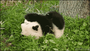 funny-gif-panda-cute-rolling