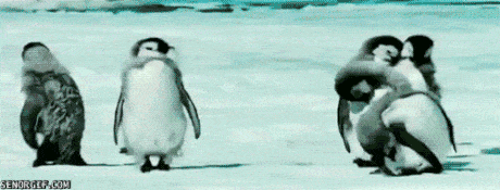 funny-gif-shakira-penguin.gif