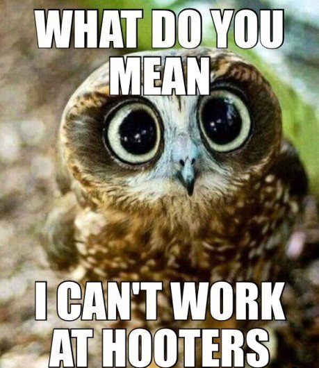 funny-owl-hooters-work