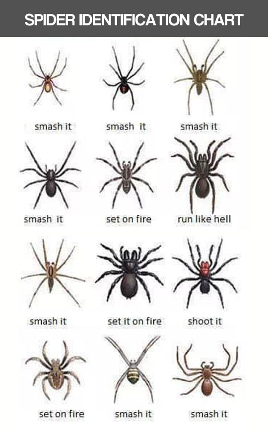 cool-spider-identification-chart