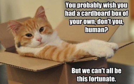 funny-cat-box-human