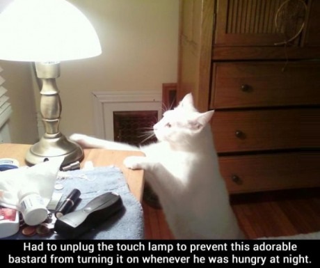 funny-cat-lamp-hungry