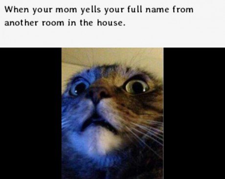 funny-cat-mom-full-name