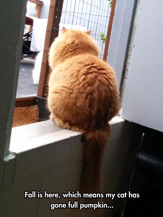 funny-cat-orange-fat-round
