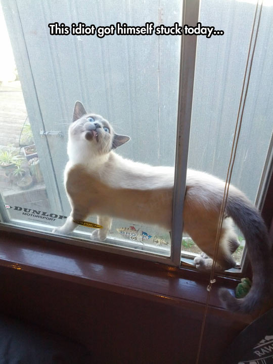 funny-cat-windows-stuck-glass