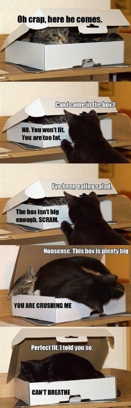 funny-cats-box-fat-fit