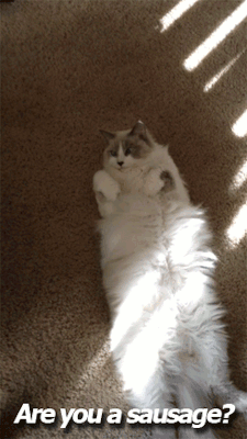 funny-gif-cat-fat-sausage