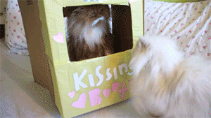 funny-gif-cat-kissing