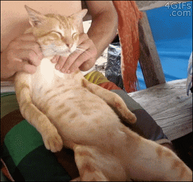 funny-gif-cat-massage