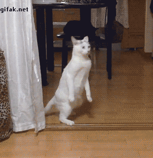 funny-gif-cat-walking
