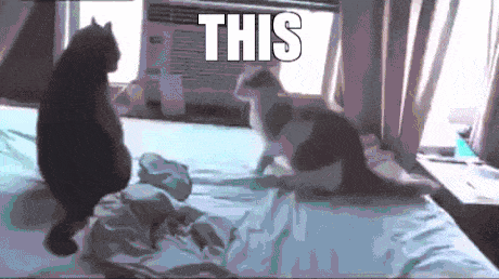 funny-gif-cats-fight-sparta