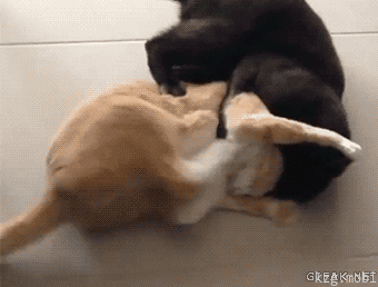 funny-gif-cats-gight