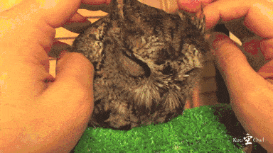 funny-gif-cute-owl
