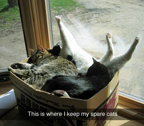 funny-spare-cats-box