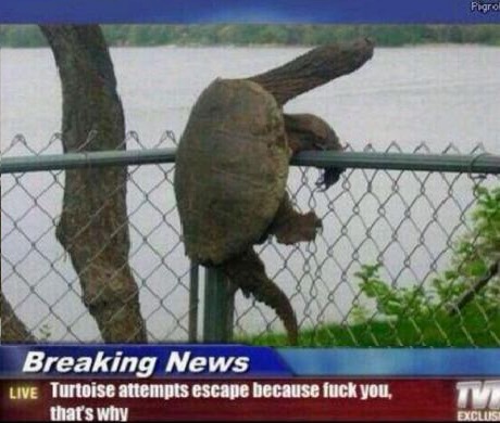 funny-turtoise-escape-news