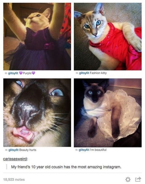 funny-cat-instagram-photos-fabulous