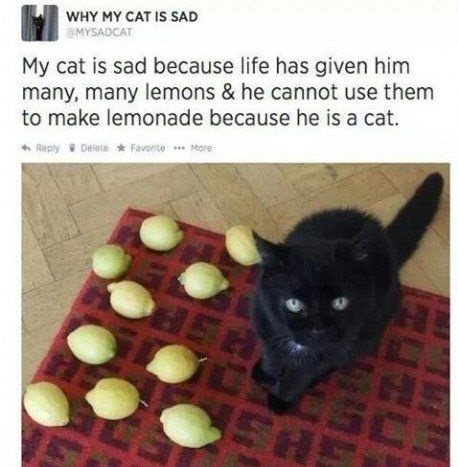 funny-cat-lemons-sad