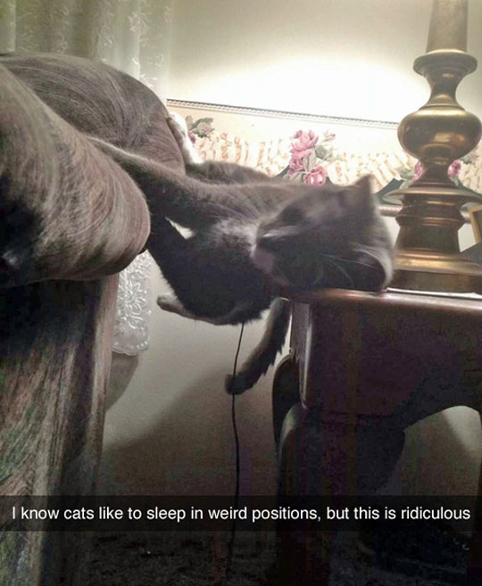 funny-cat-sleeping-weird-position