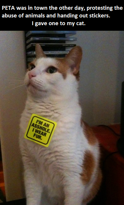 funny-cat-sticker-asshole