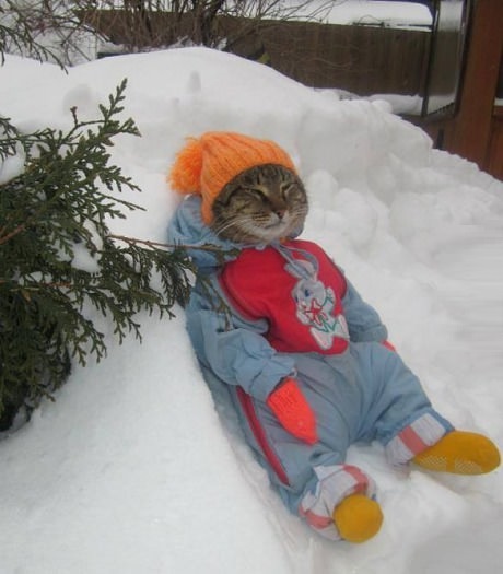 funny-cat-winter-snow-clothes