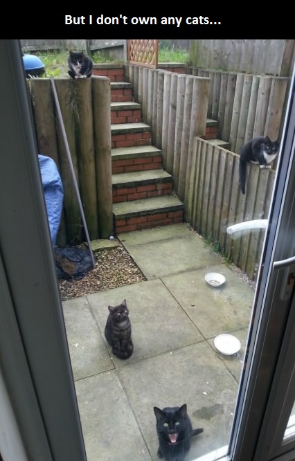 funny-cats-door-yard