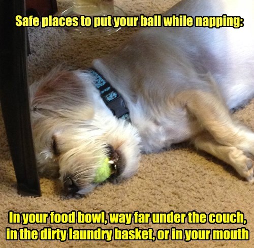 funny-dog-ball-sleep