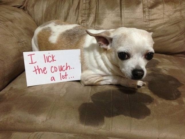 funny-dog-lick-couch-shaming