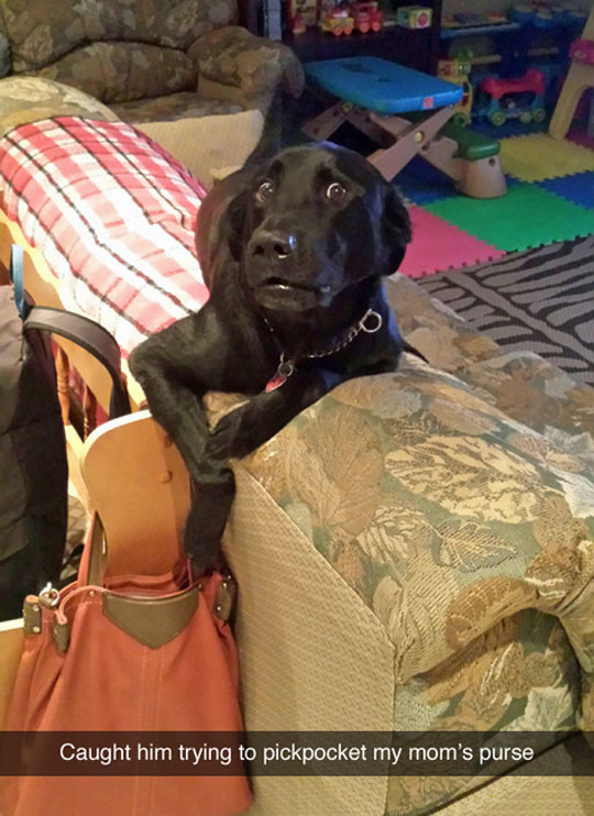 funny-dog-surprised-face-pickpocket-purse