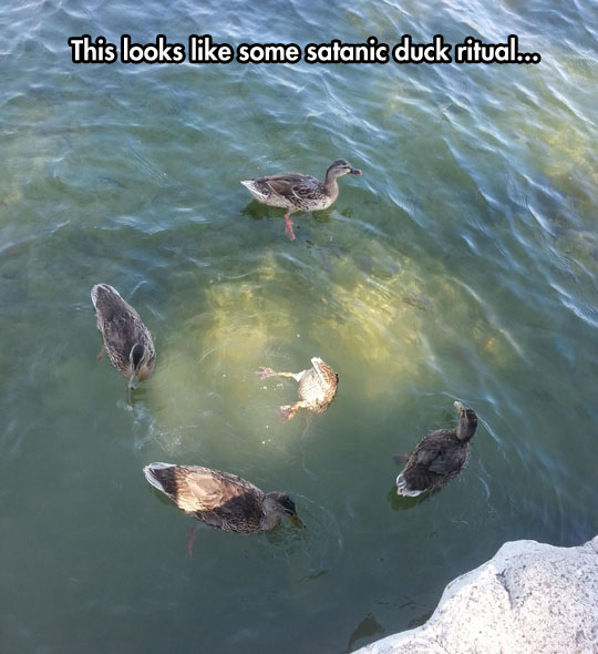 funny ducks round water eating
