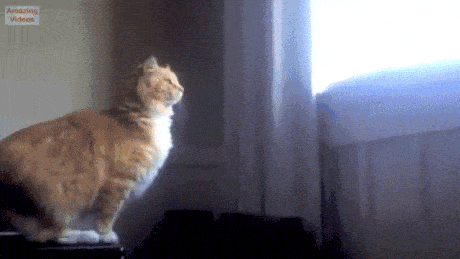 funny-gif-cat-fail-escaled-quickly