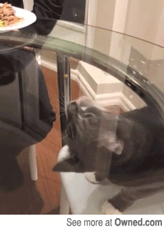 funny-gif-cat-glass-table
