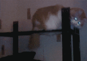 funny-gif-cat-hat-smooth