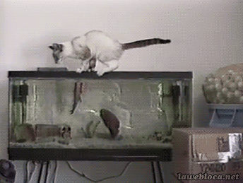 funny-gif-cat-scared-fish-tank
