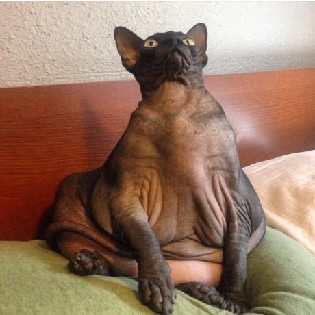 funny-jabba-the-cat