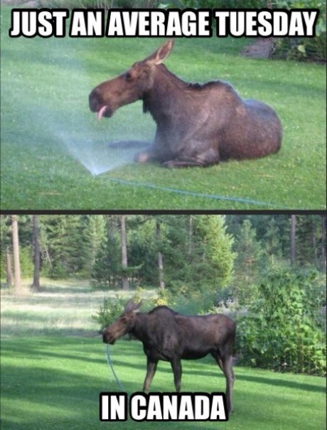 funny-moose-canada-average-day