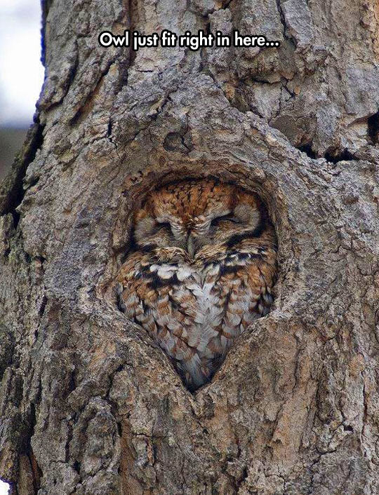funny-owl-hole-fit-sleeping
