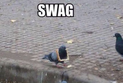 funny-pigeon-swag-bread