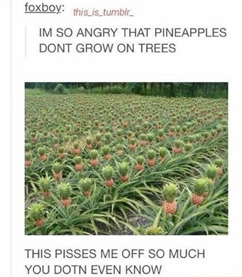 funny-pineapple-trees-grow