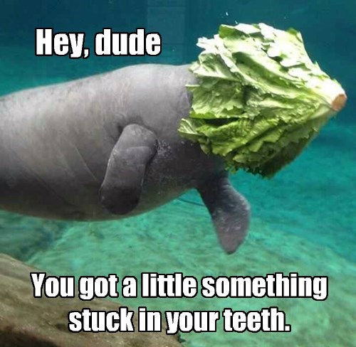 funny-seal-swim-lettuce
