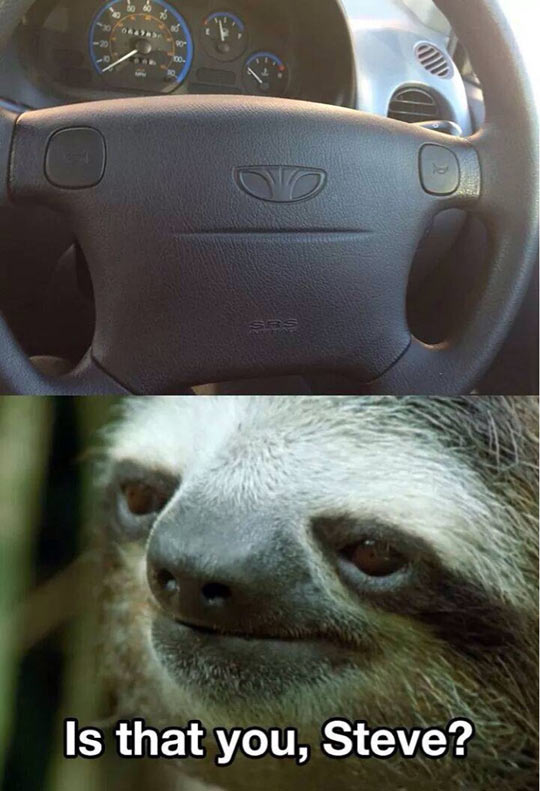 funny-sloth-steering-wheel-face