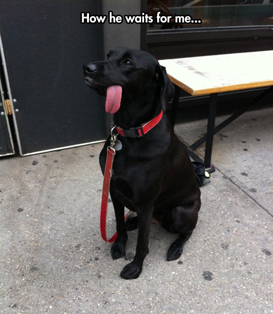 cute-dog-sitting-waiting-owner