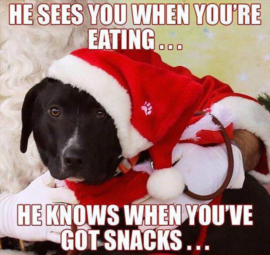 funny-Santa-dog-song-snacks