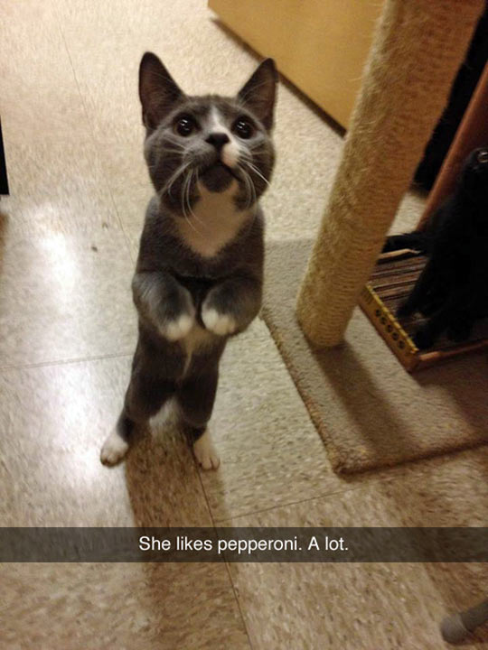 funny-cat-begging-pepperoni-cute
