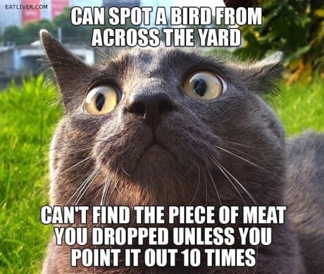 funny-cat-bird-meat