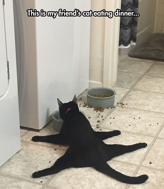 funny-cat-black-eating-dinner